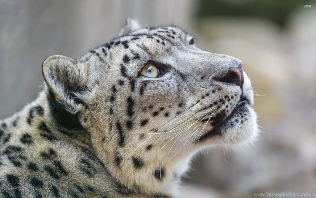 Snow Leopard Wallpapers Animal Wallpapers