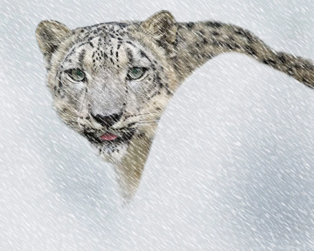 Snow_Leopard_dpic.jpg