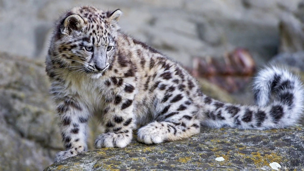 Baby Leopard Wallpapers Wallpaper.