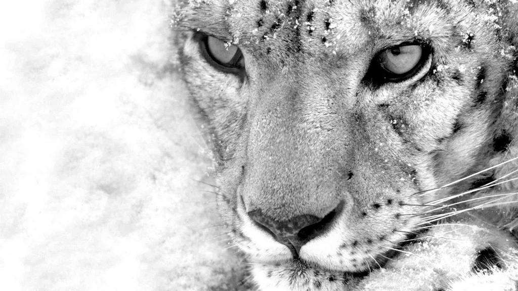 White Leopard Wallpapers Wallpapers HD Base