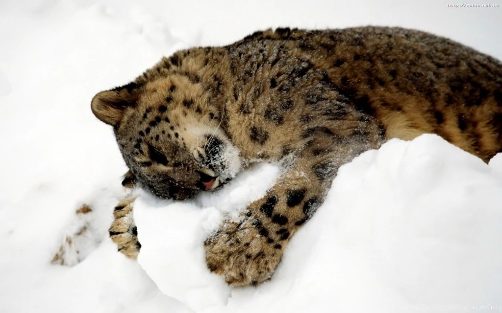 Leopard Wallpapers STAY014