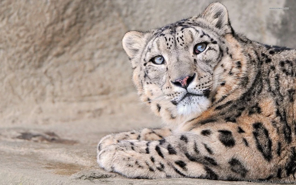 Leopard Wallpapers STAY009