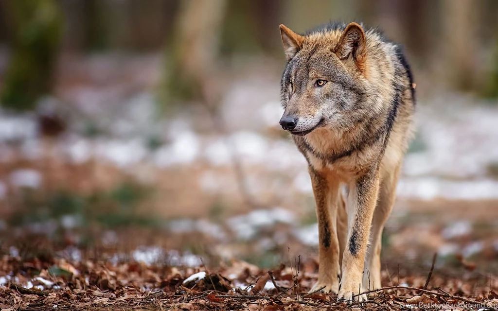 Wolf HD Wallpapers