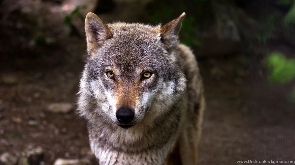 4K Ultra HD Wolf Wallpapers HD, Desktop Backgrounds 3840x2160