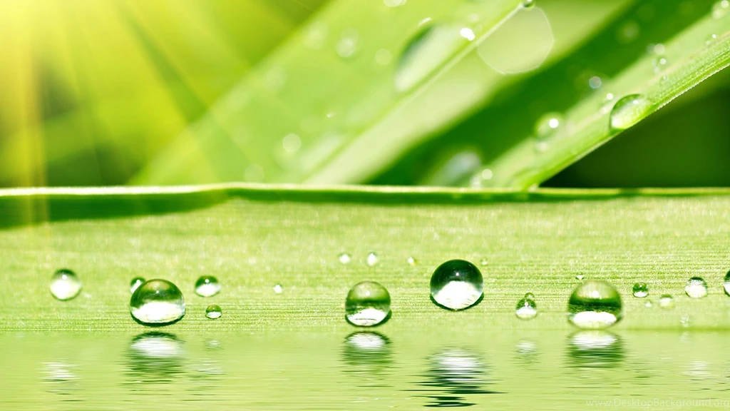 Water Drop On Leaf Desktop Backgrounds Free Wallpapers
