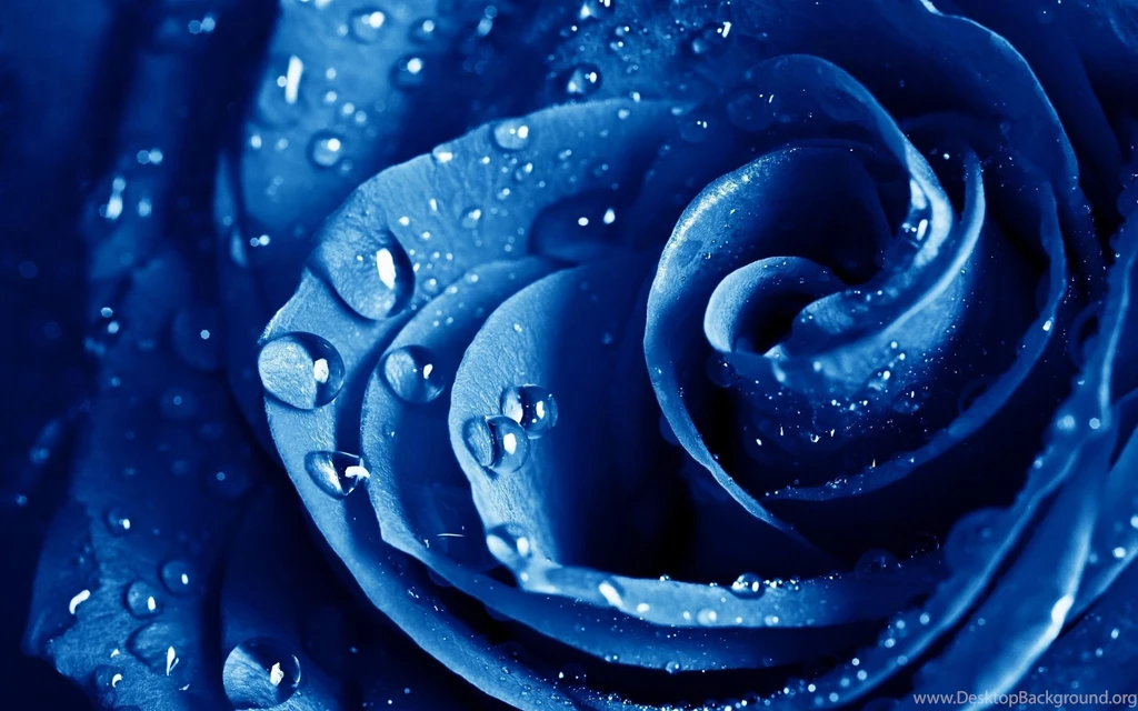 Blue Water Drops on Flower Wallpapers.jpg