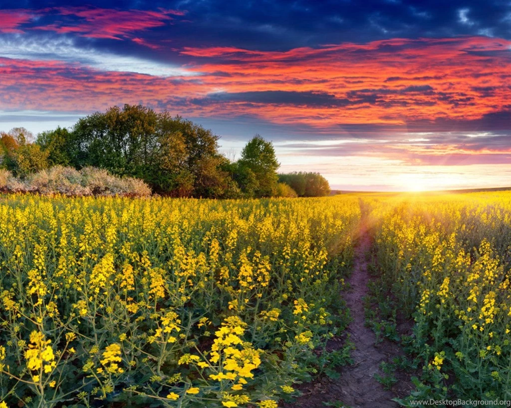 Natural Images, Cute Desktop Images, Field, Nature Backgrounds ...