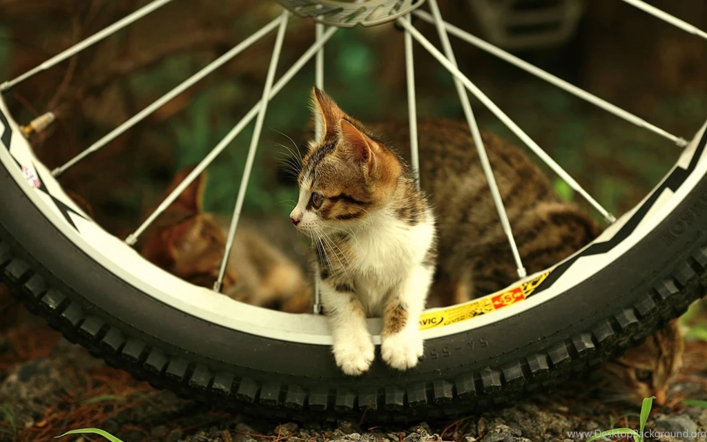 Cat On Bike HD Desktop Wallpapers