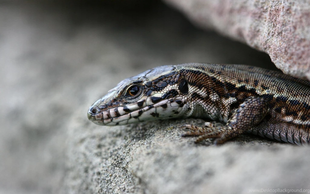 Animal Wallpapers Free Wallpapers