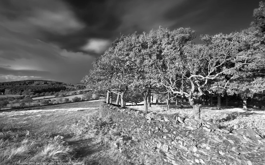 Woodland Landscape Backgrounds Black And White Wallpapers ...