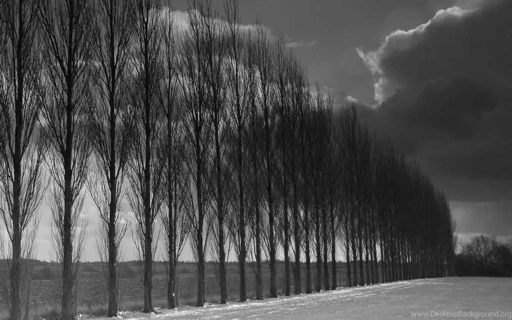 Black And White Wallpapers Of A Row Of Poplar Trees