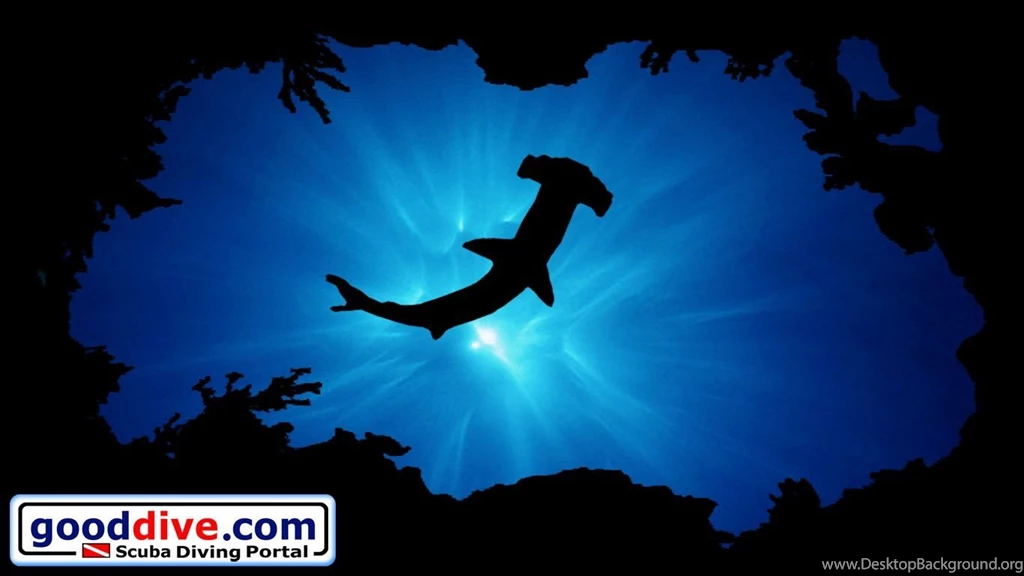 Wallpapers Hammerhead 1366 768