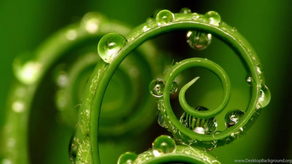 Gallery For   Nature Close Up Wallpapers