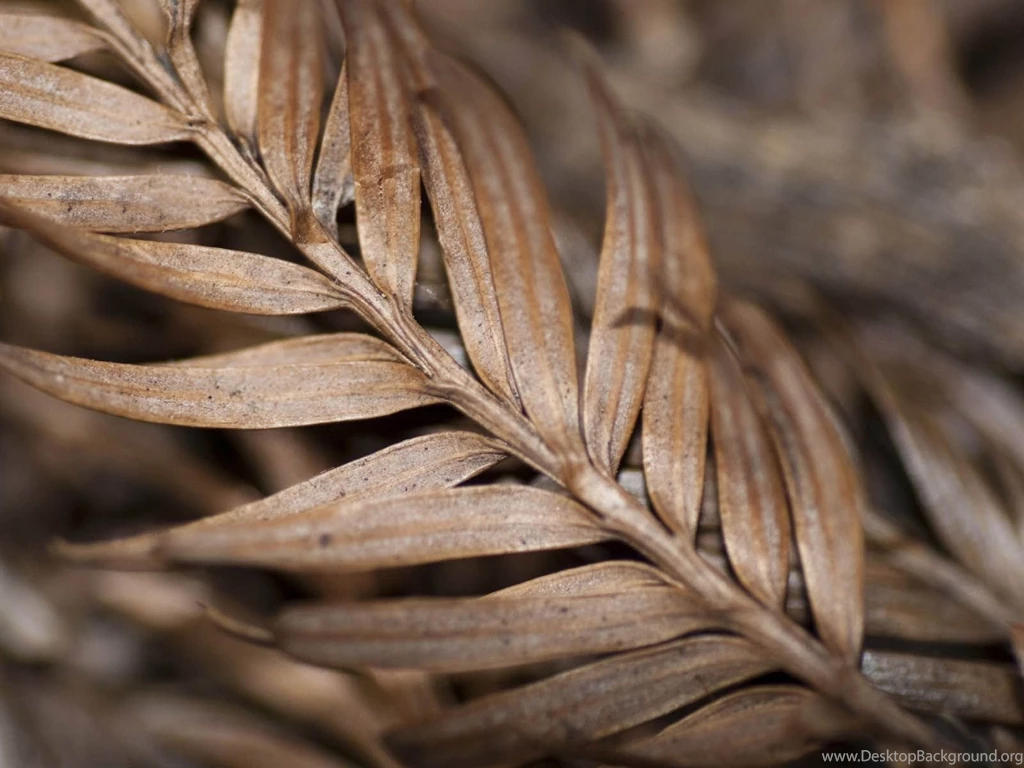 Wallpapers: Brown Wallpapers