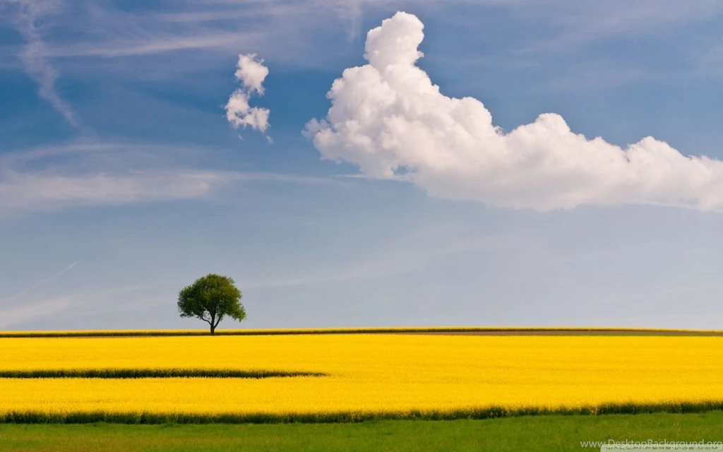 Rape Field And Tree HD Desktop Wallpapers : High Definition ...