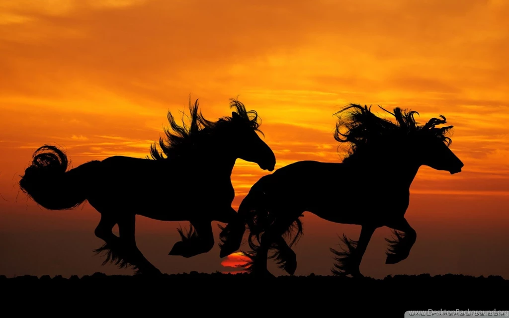 Horses_16 wallpaper 1920x1200.jpg