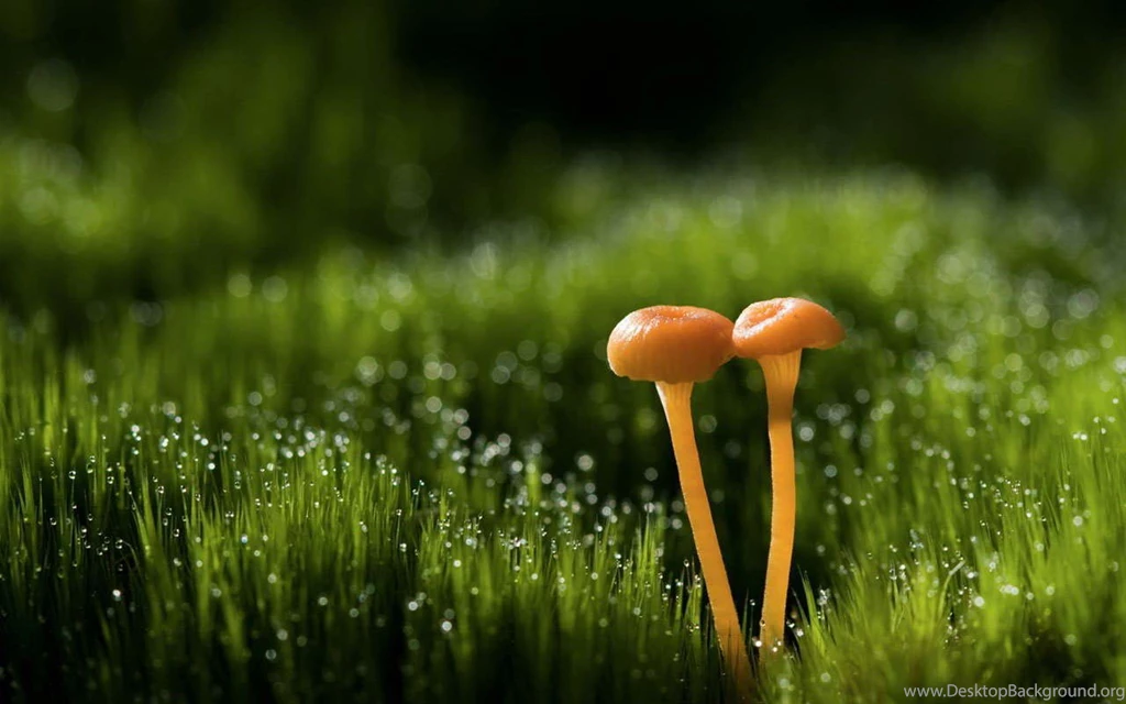 Beautiful summer morning dew tablet wallpapers 1280x800 14 .jpg