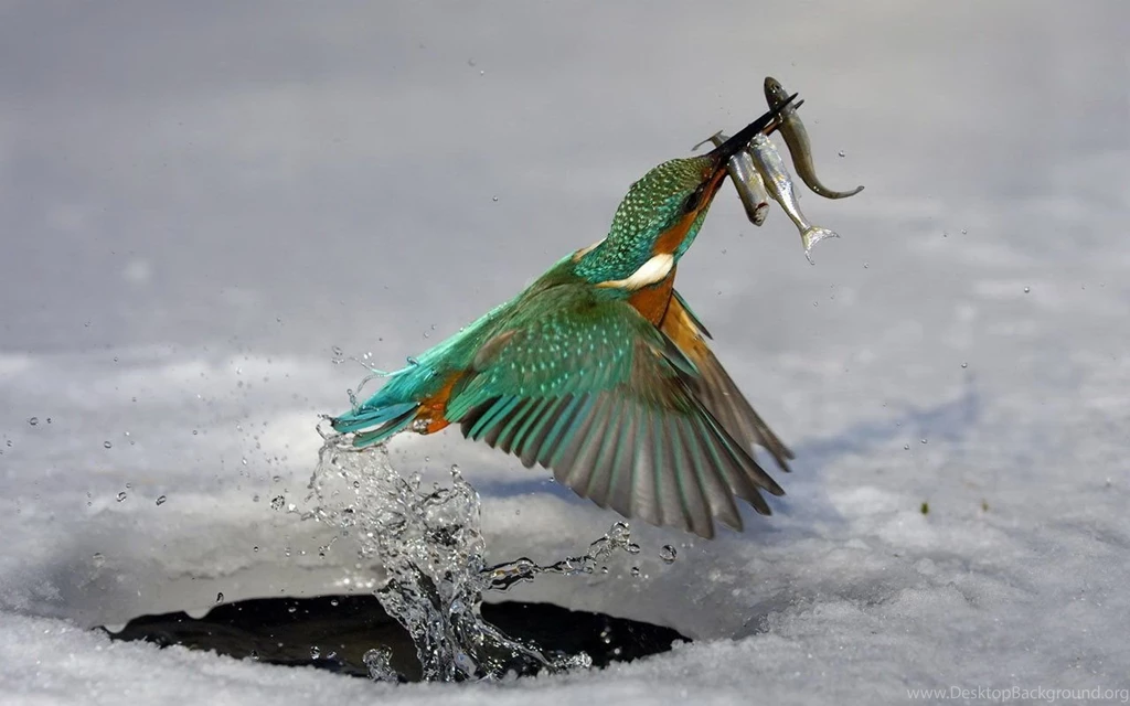 Kingfisher Colorful World Android Tablet Wallpapers 1280×800 (13 ...