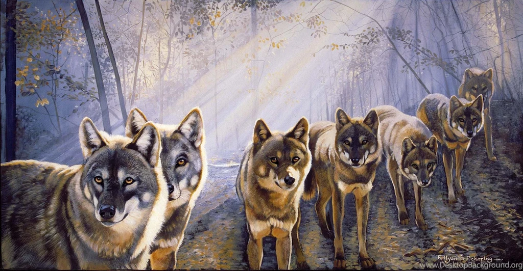 WOLF Wolves Predator Art F Wallpapers