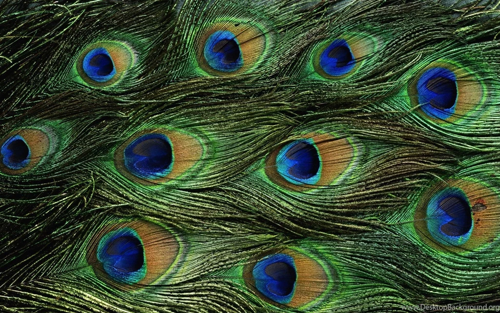 Peacock Feathers Colorful Pattern Desktop Backgrounds Wallpapers ...