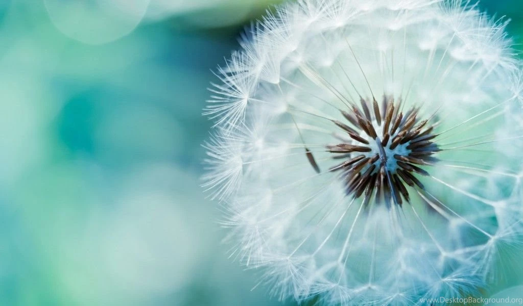 HD Desktop Backgrounds Wallpapers HD F67 Pretty Wallpapers HD