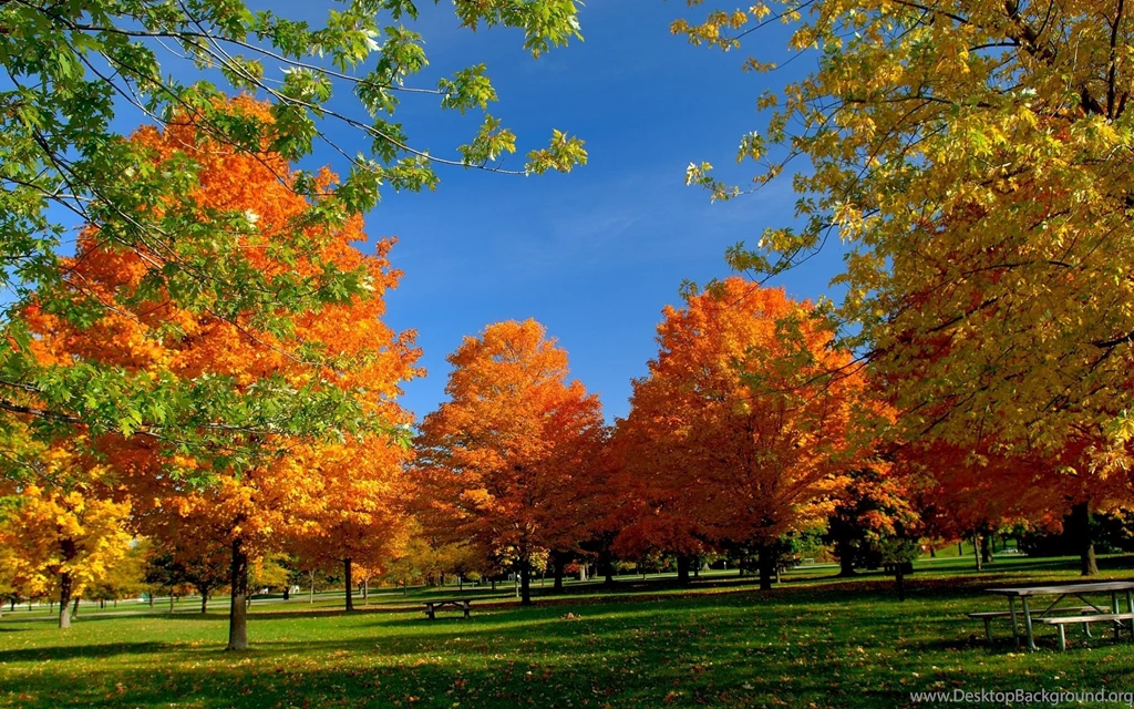 Download Wallpapers 2560x1600 Autumn, Park, Trees, Leaves, Bench ...