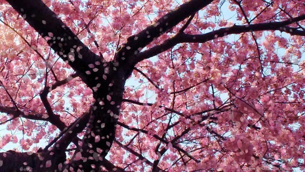 Cherry Blossom Live Wallpapers YouTube