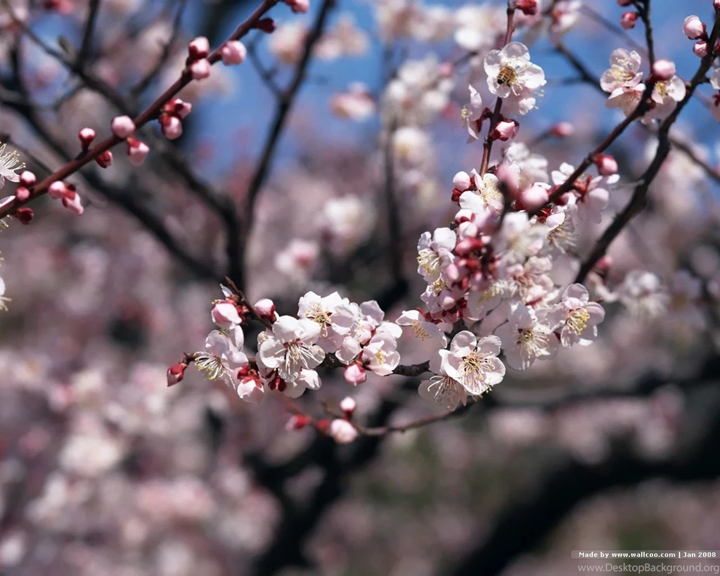 1280x1024 Japanese Sakura Photos Japanese Cherry Blossom ...