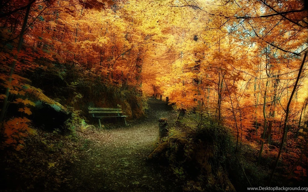 Landscapes Nature Trees Autumn Leaves Bench
