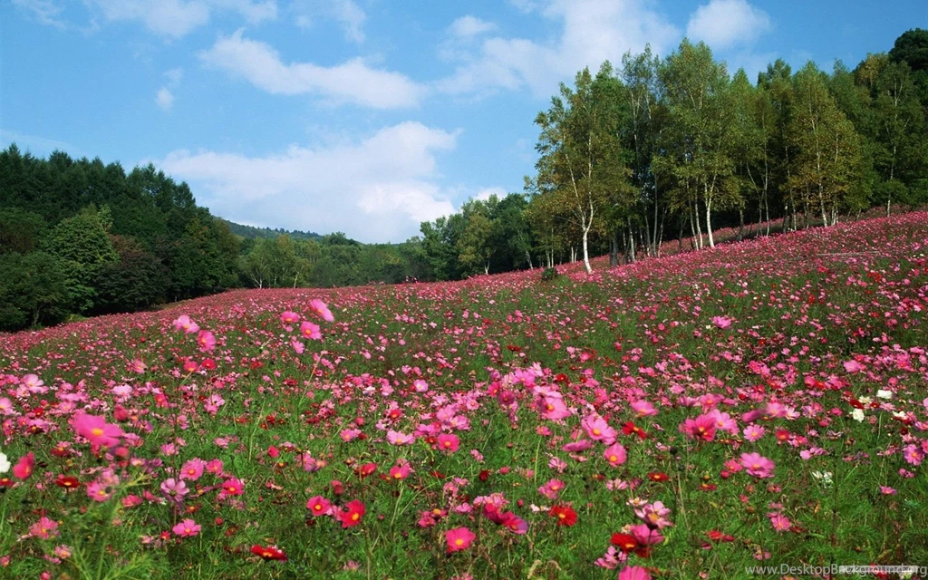 Free Wallpapers Free Flower Wallpapers Flowers Under Sky 04 ...