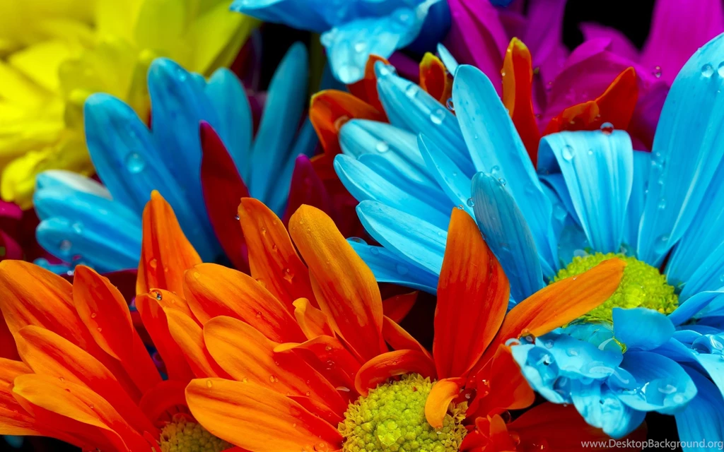 Gallery For Colorful Flowers Wallpapers