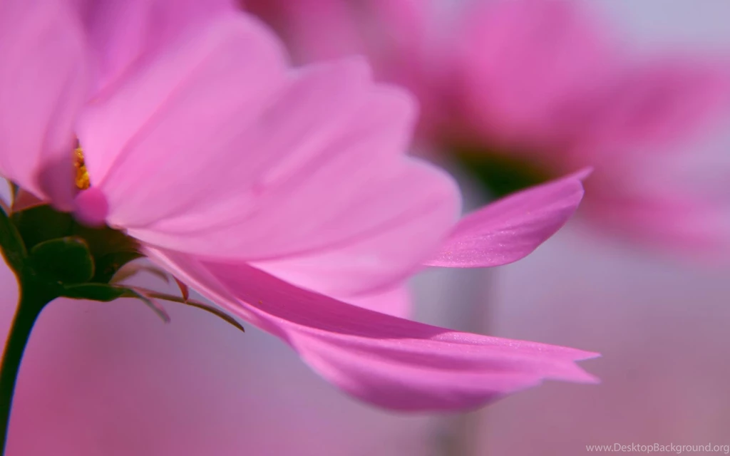 Wallpapers Desktop Nature Pink