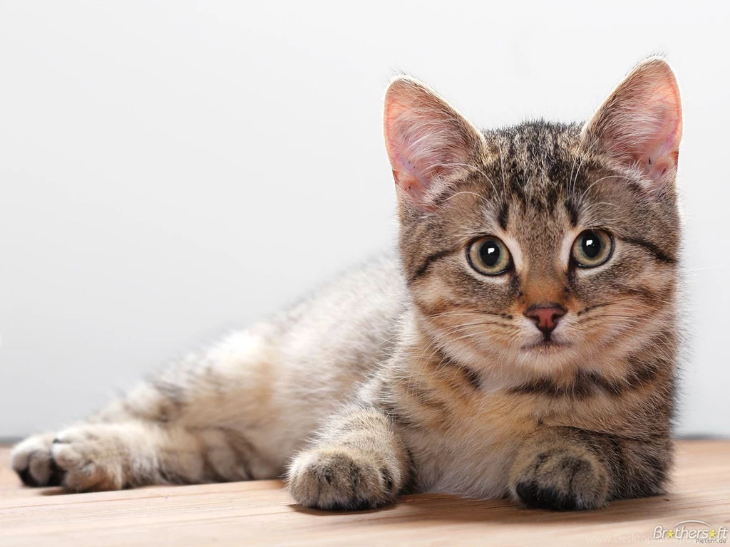 Free Cat Wallpapers