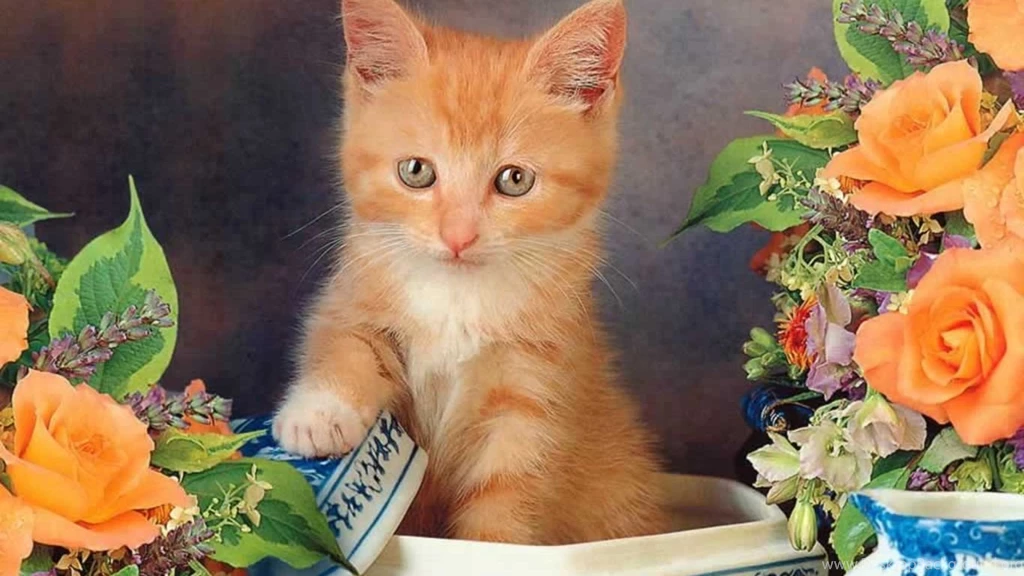 Cats Images Free All Wallpapers New