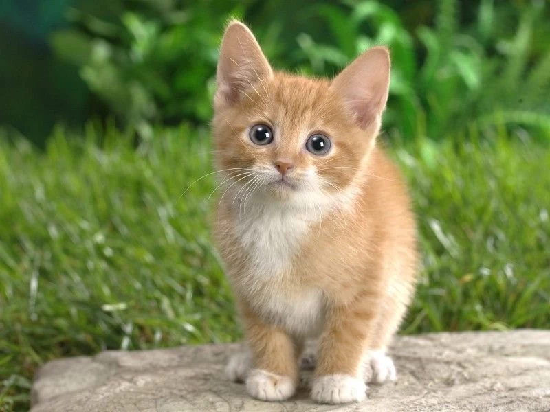 Cute Cat Wallpapers