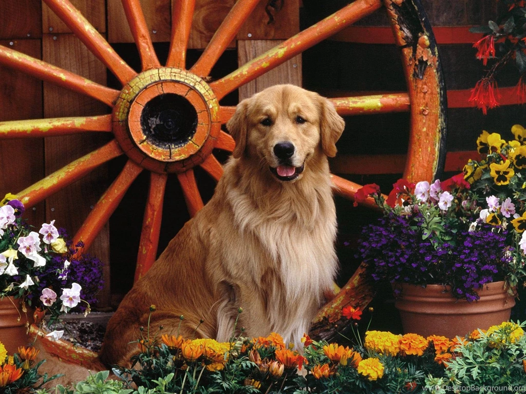 Gallery For   Free Golden Retreiver Dog Desktop Wallpapers
