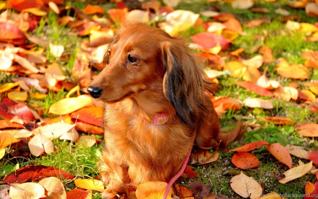 Cute Dog On The Field Wallpapers 25539