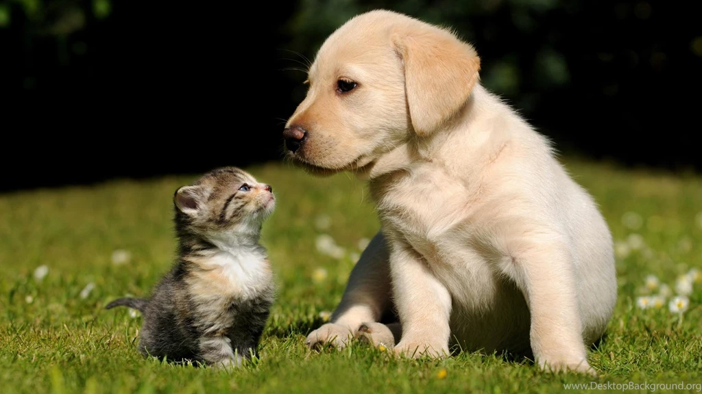 Gallery For Cats Dogs Wallpapers Desktop