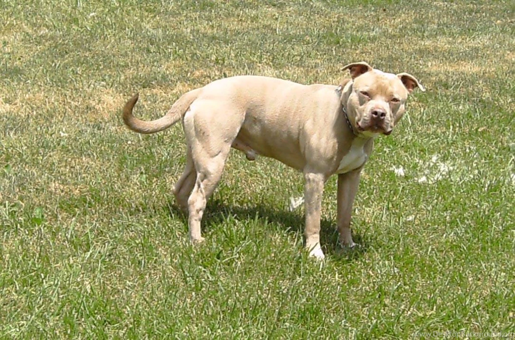 american pitbull dogs wallpapers desktop background