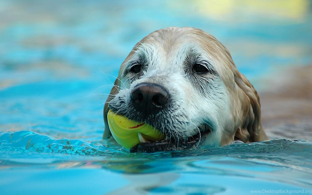 Desktop Wallpapers Free Dog. Desktop Wallpapers Dog. 1920x1200px ...