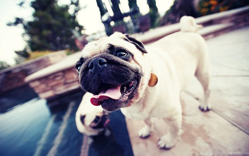Pug Dog HD Wallpapers