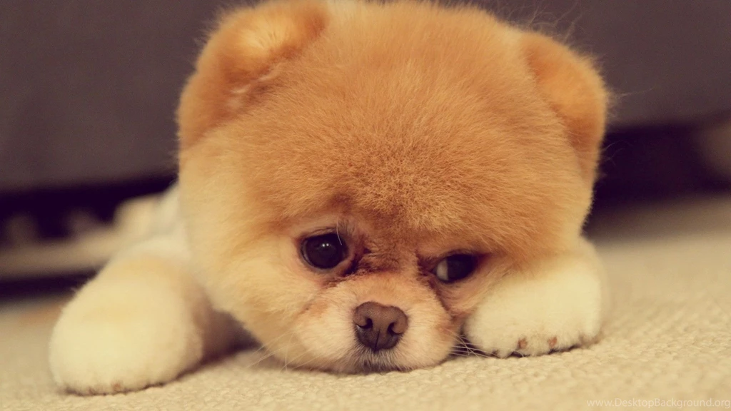 Gallery For Boo The Dog Desktop Wallpapers