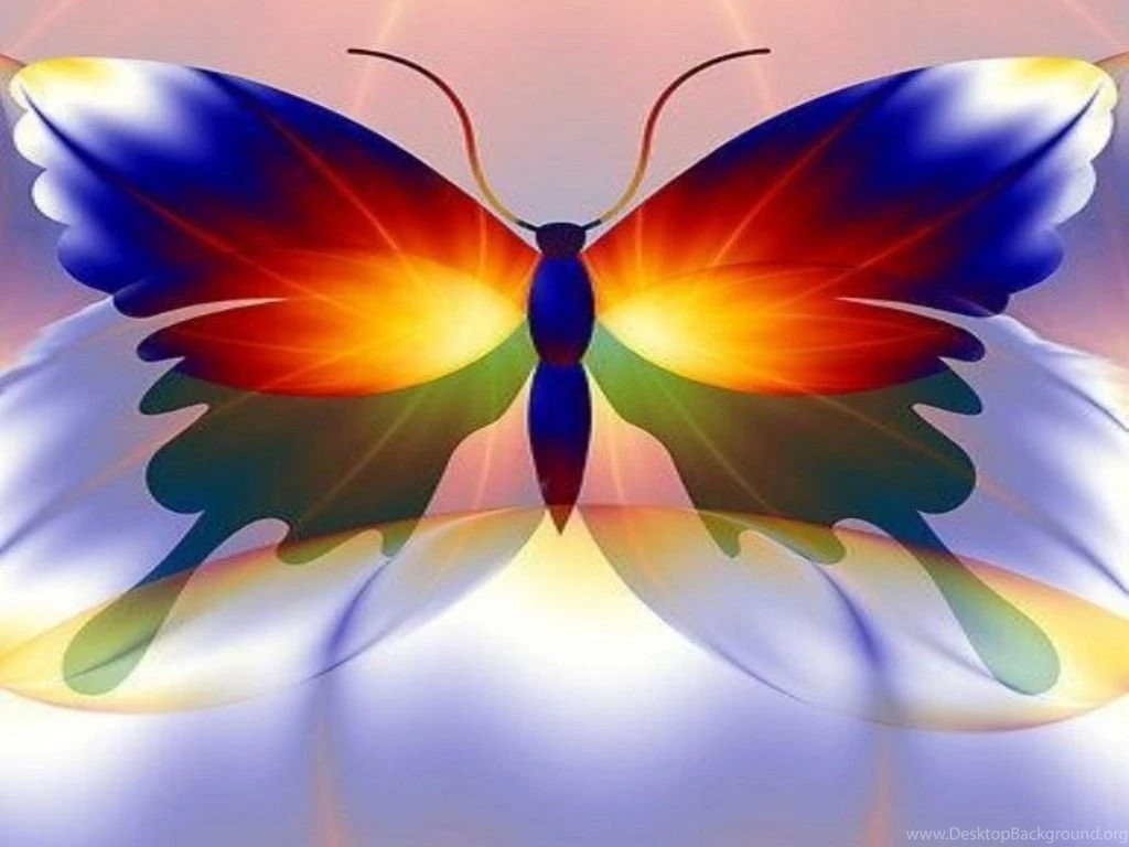Colorful Butterfly HD Large Wallpapers