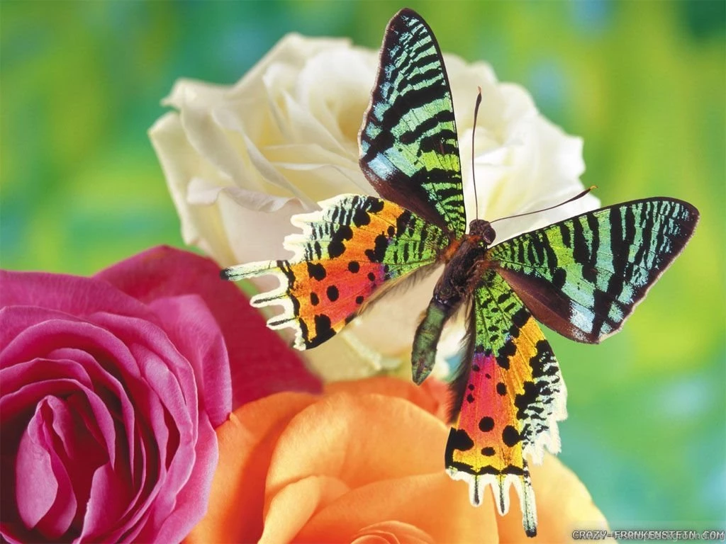 Flowers And Butterflies Wallpapers   Crazy Frankenstein