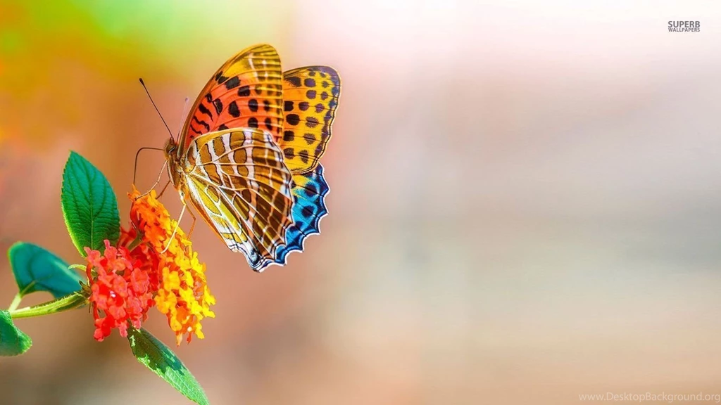 Colorful Butterfly Wallpapers   Animal Wallpapers