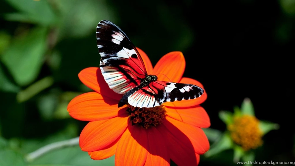 Butterfly Hd Wallpapers 219403