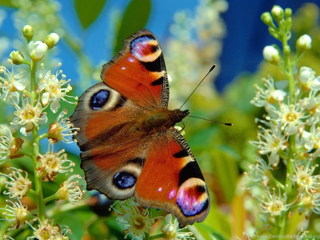 Butterfly desktop wallpaper.jpg