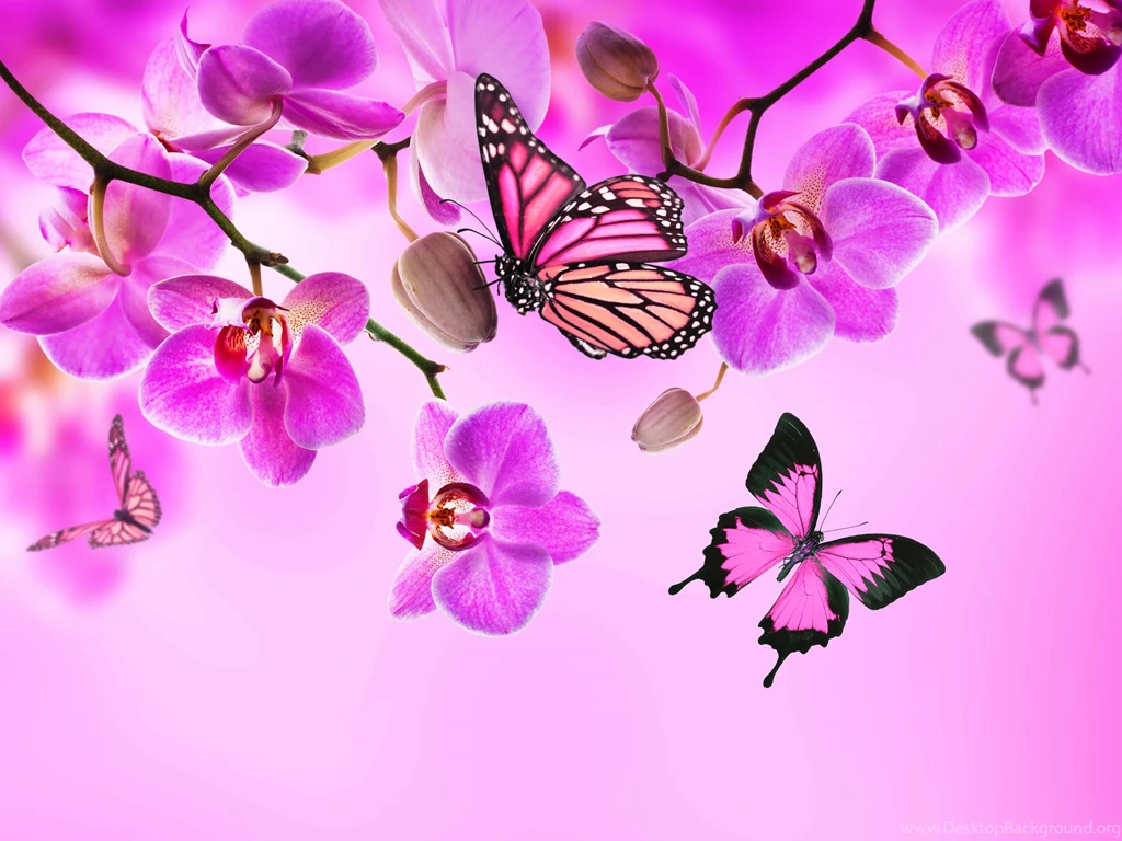 Butterflies Wallpapers