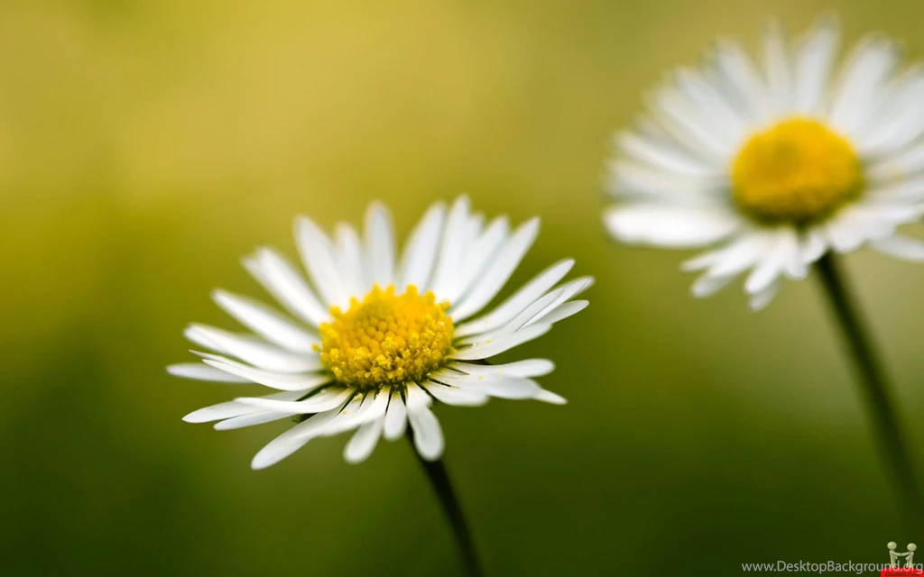 Hd Flowers Wallpapers Desktop Backgrounds