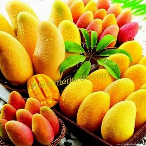 Hd Mango Fruit Hd Free Photos Wallpapers